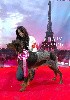  - Le domaine d'Iron était présent au Paris Dog Show