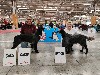  - Carton plein pour le domaine d'Iron au Paris DOG SHOW 2023