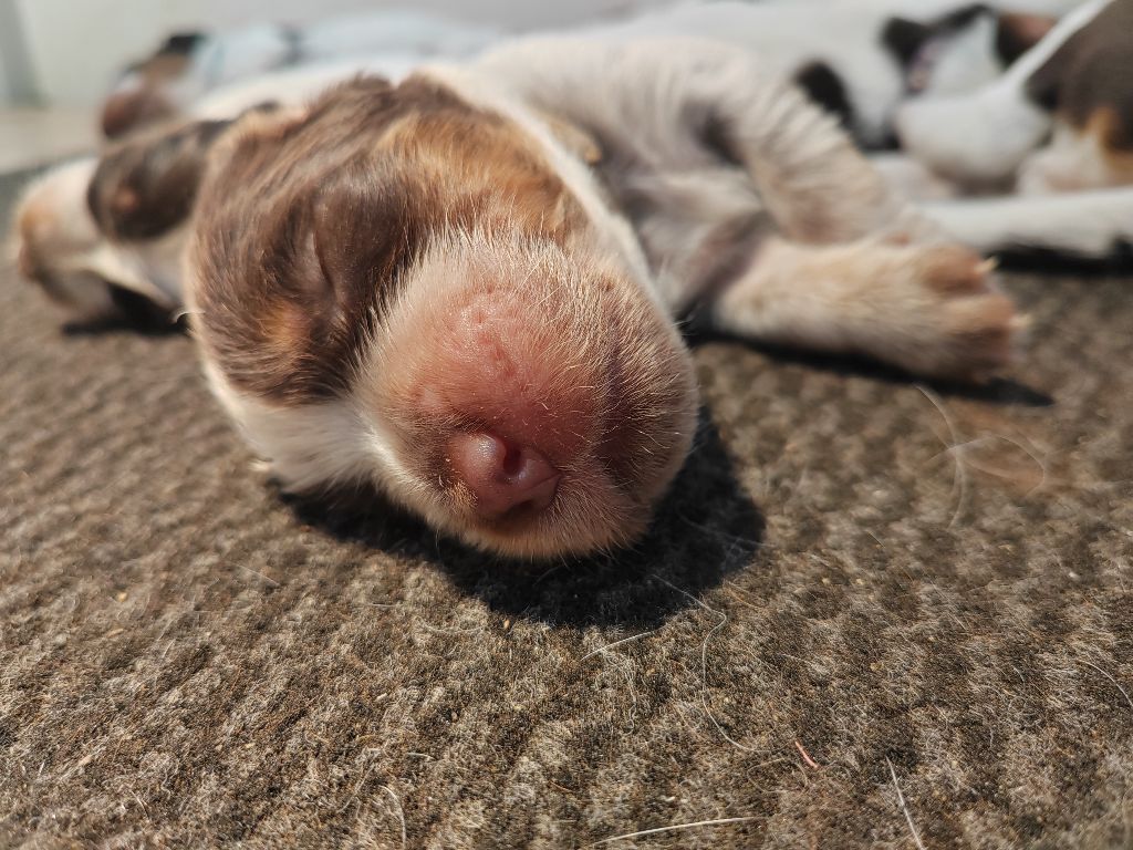 Du Domaine D'Iron - Chiots disponibles - Epagneul picard