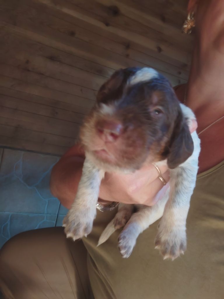 Du Domaine D'Iron - Chiots disponibles - Epagneul picard