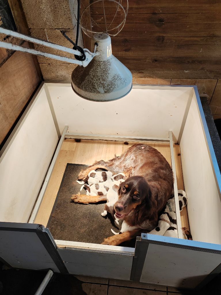 Du Domaine D'Iron - Chiots disponibles - Epagneul picard