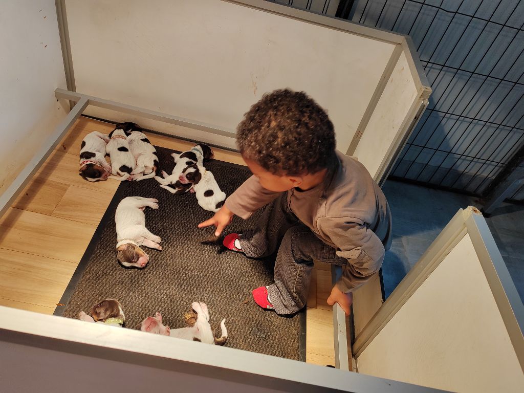 Du Domaine D'Iron - Chiots disponibles - Epagneul picard